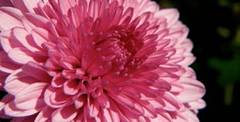 Breast Cancer Awareness Month is More Than October